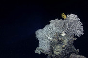A yellow crinoid and precious coral on a deep-sea outcropping in the Gulf of Mexico. Credit: NOAA Office of Exploration and Research