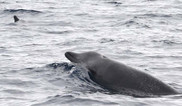 True's beaked whale on the surface NOAA Fisheries
