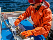 NOAA Fisheries staff member Giovanni Gianesin measures an Atlantic cod during the spring 2016 longline survey. NOAA Fisheries