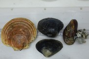 The different kinds of shellfish caught on the clam survey. NOAA Fisheries