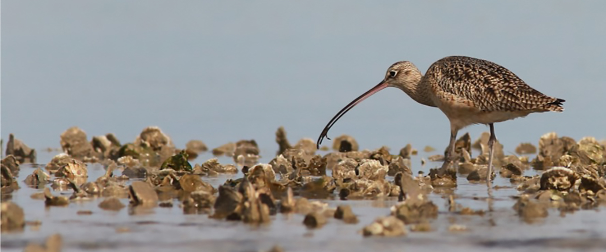 A long-billed shore bird wading and feeding on a partially submerged oyster reef.