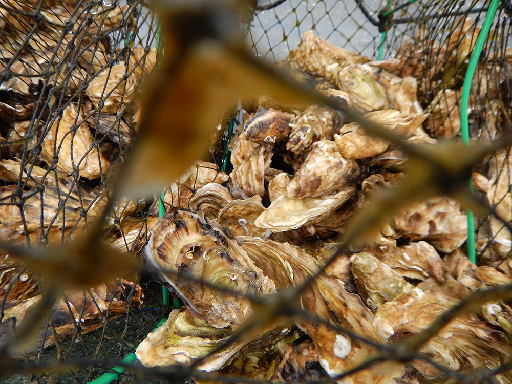 Alaska oyster closeup