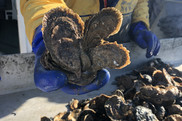 A gloved hand holds a clump of healthy oysters.