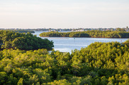 Mangrove forests along an estuary.