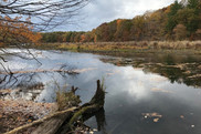 Trees line the shore of the Kalamazoo River. Credit: Lisa Williams/USFWS