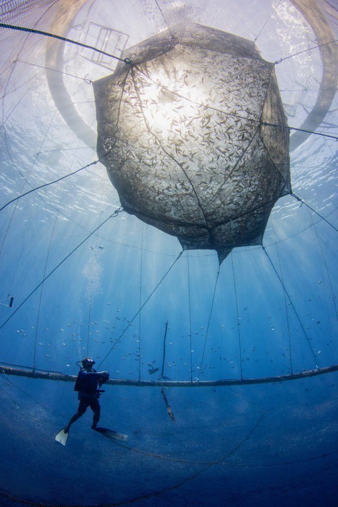 A scuba diver inspects an aquaculture finfish net pen off the coast of Kona, Hawai'i.