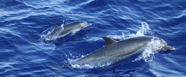 A pantropical spotted dolphin and calf breach the water.