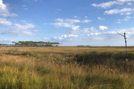 Grassy marsh with a small stand of trees in the background under a blue sky with scattered clouds.