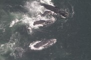 North Atlantic right whales socialize in what is known as a surface active group (SAG) in Gulf of St. Lawrence. NOAA Fisheries