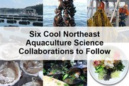 Six cool Northeast Aquaculture science collaborations to follow, NOAA Fisheries