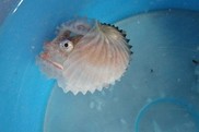 Paper nautilus hanging out in a small bucket. NOAA Fisheries, Katelyn Depot