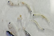 Larval fish collected off Long Island, New York with a bongo net. Credit: NOAA Fisheries/Harvey Walsh