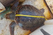 An incidentally captured loggerhead turtle photographed by a fisheries observer during sampling. Credit: NOAA Fisheries
