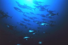 900x600-atlantic-pacific-bluefin-tuna-noaa