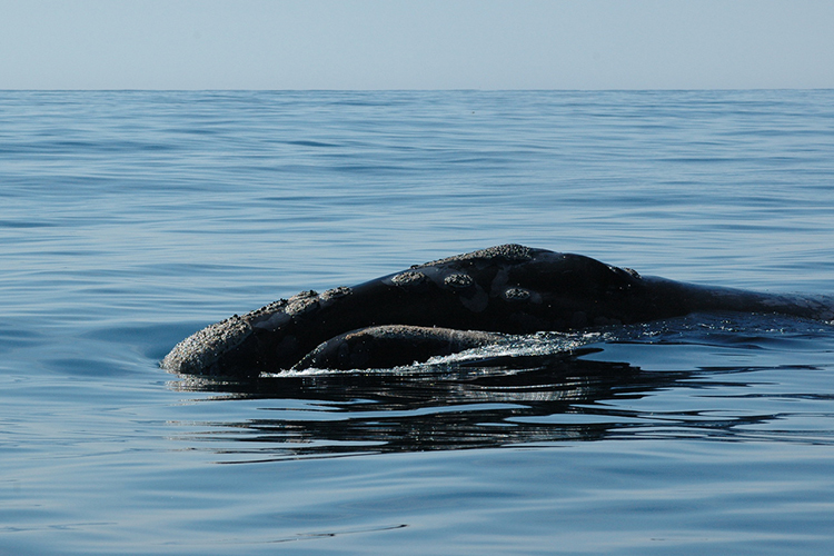 north pacific right whale
