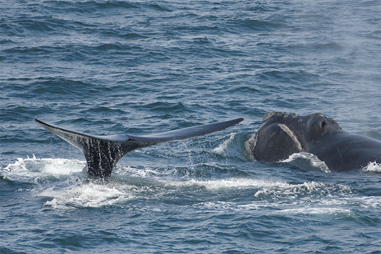 north pacific right whale alaska