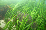 Winter flounder in eelgrass habitat, credit NOAA Fisheries