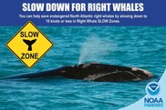 Slow down for right whales, slow zone, NOAA Fisheries