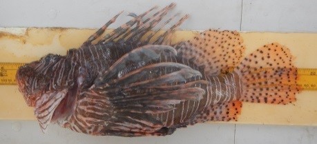 Picture of a Lionfish on a measuring board