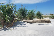 Vegetation and driftwood on a Mississippi beach.