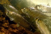 Alewife fish under water.  Credit: Jerry Prezioso