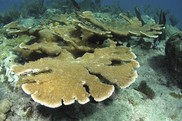 Underwater picture of elkhorn coral. Credit: NOAA Fisheries