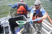 A man retrieves a fish from a net as part of field research during his internship with NCBO.