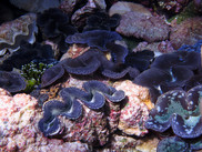 Giant blue clams at Kingman Reef.