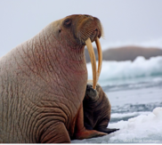 photograph of a female walrus and calf, photo credit USGS