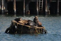 Sea lions hauled out on a buoy