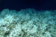 Dense fields of Lophelia pertusa, a common reef-building coral, found on the Blake Plateau knolls. Credit: NOAA Ocean Exploration.