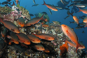 A school of creolefish (Paranthias furcifer) near a rocky reef. Credit: G.P. Schmahl/NOAA.