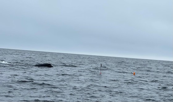 Whale swimming near active fishing gear