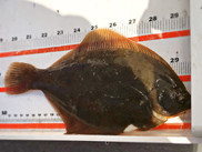 Winter flounder collected on a fish and water sampling survey of Sandy Hook Bay. Credit: MAST/Liza Baskin