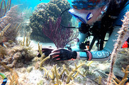 Diver planting corals underwater.