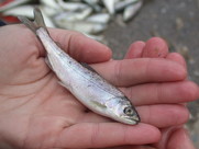 Salmon smolt in a hand.