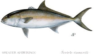 Greater Amberjack