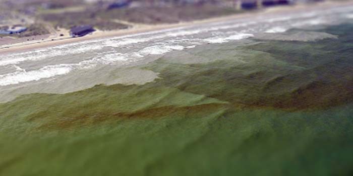 Image of harmful algal bloom discoloring the waves on a residential strip of beach.