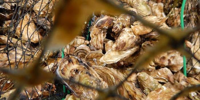 raw oysters, image credit Alaska Department of Natural Resources