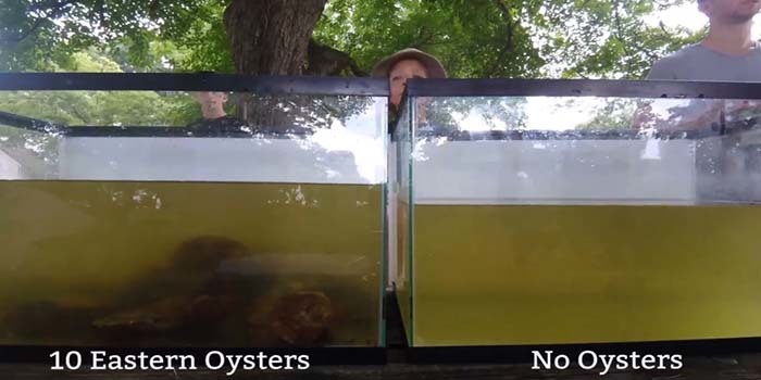 A screenshot from a timelapse video of oysters in a tank filtering water.
