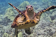 Hawaiian sea turtles