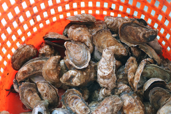 plastic-basket-full-of-oysters