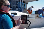 Scientist collects biological data using a tablet aboard a commercial fishing vessel during the Gulf of Maine Cooperative Bottom Longline Survey.