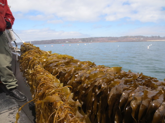 lines-of-seaweed-being-pulled-from-water