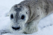 bearded seal