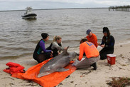 marine mammal strandings