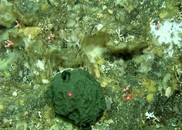 A green Latrunculia austini sponge on the seafloor is measured by red laser dots.