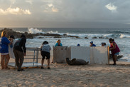 Monk Seal Response