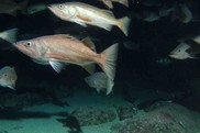 Bocaccio, a rockfish species in the West Coast groundfish fishery, was rebuilt by 2017. ​​Credit: Mary Nishimoto/NOAA.