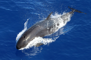 false killer whale